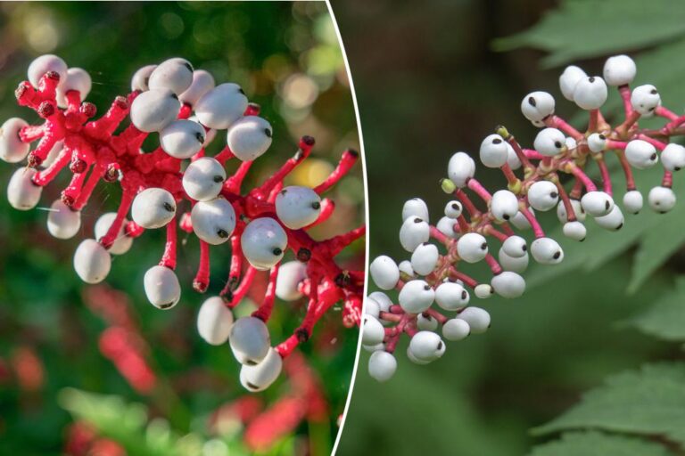 The National Park Service warns of toxic 'nightmare' plant growth across the US

